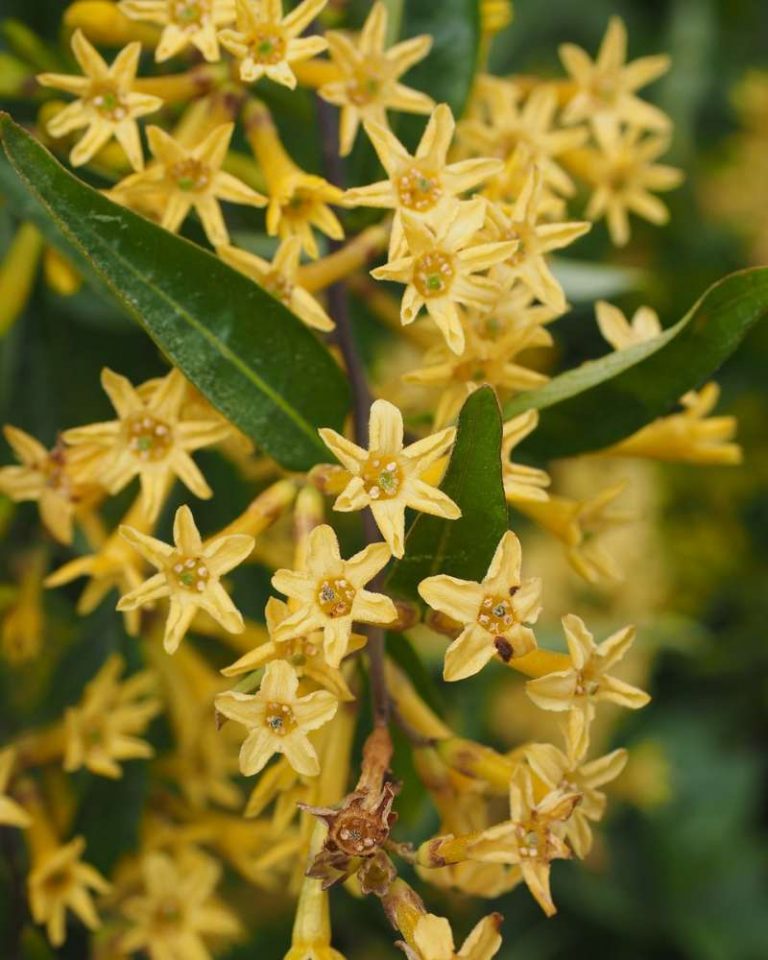 solanaceas