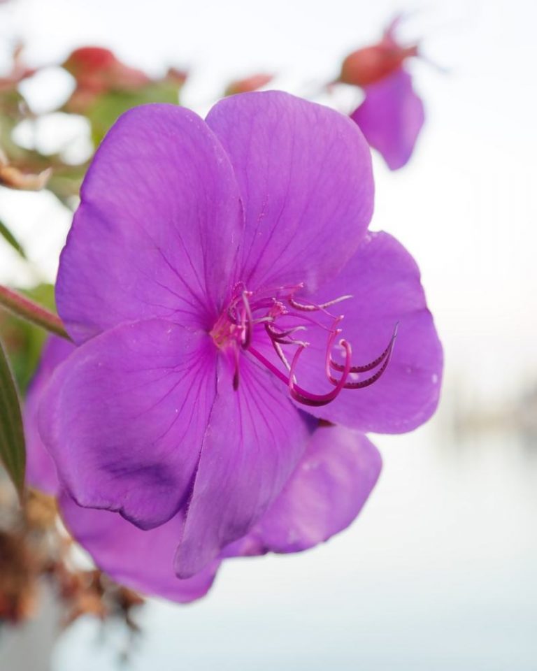 tibouchina