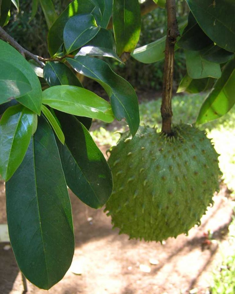 guanabano