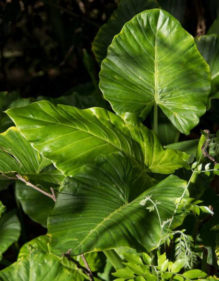 alocasia