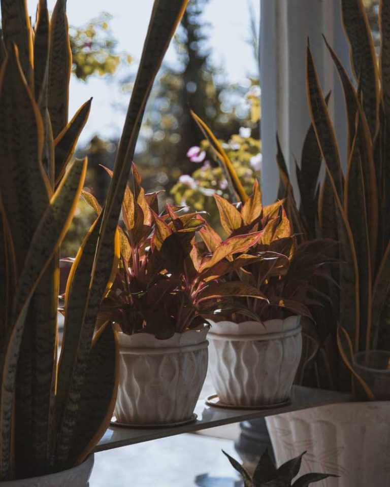 plantas de interior