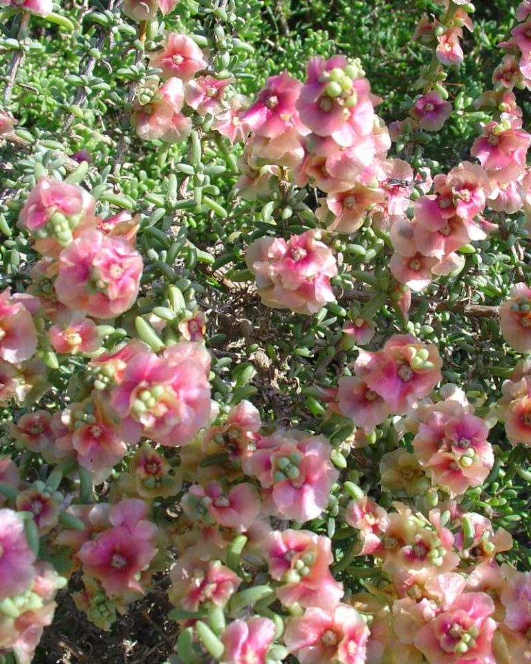 salsolas