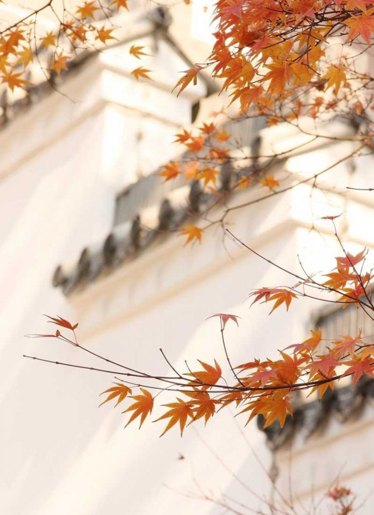 Tareas de otoño en el jardín