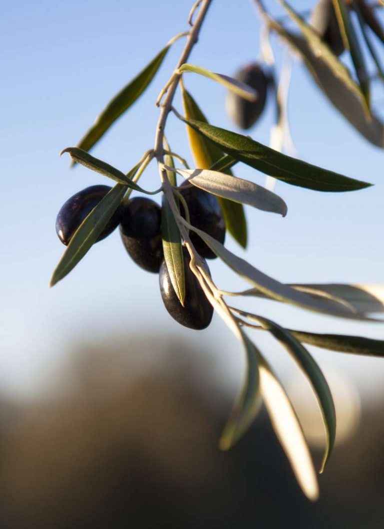 aceitunas