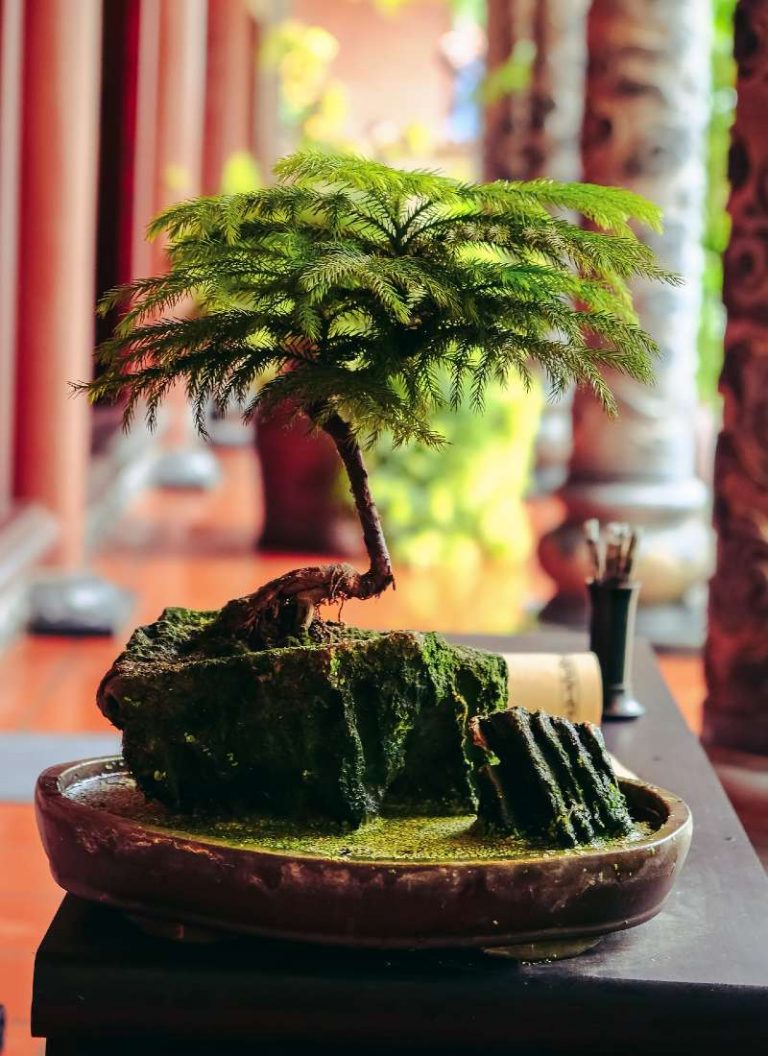 bonsai
