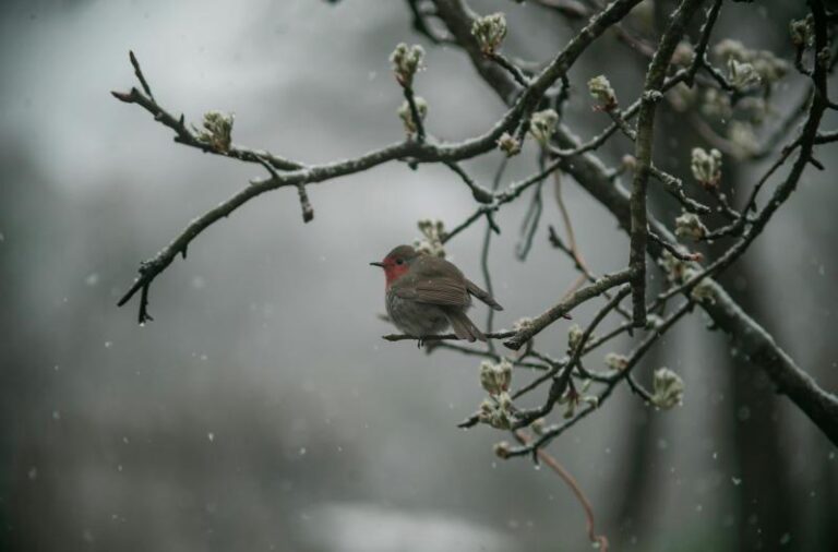 Pajaro en el jardín en invierno