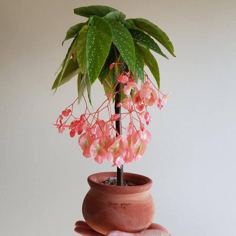 begonia bambu