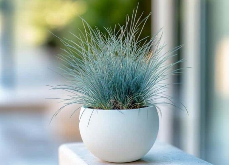 Festuca azul. Gramínea ornamental para macetas