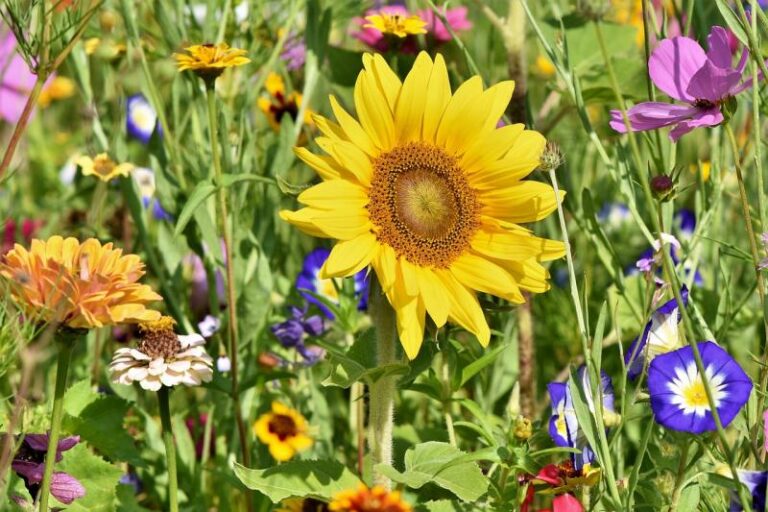 Girasol