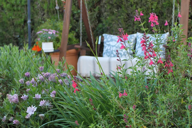 Cuidados del jardín en clima mediterráneo: salvias rosas y osteospermum lilas en flor delante de un balancín de madera