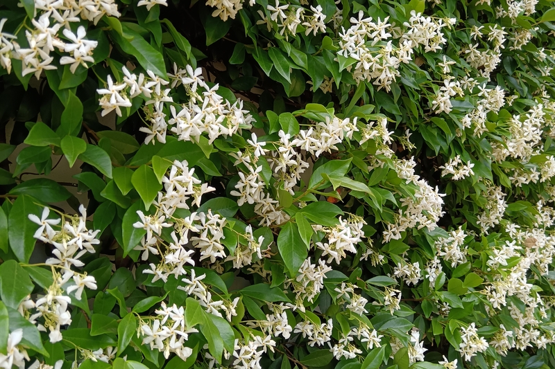 Trachelospermum jasminoides y Thunbergia alata cubriendo un muro del jardín