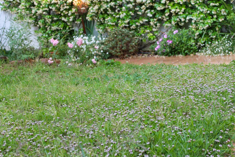 Césped pequeño en un jardín de clima mediterráneo con lippia, algunas plantas de flor y un trachelospermun cubriendo la pared