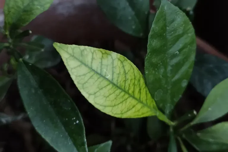 Hoja de cítrico con clorosis férrica: amarilla entre los nervios, que siguen verdes