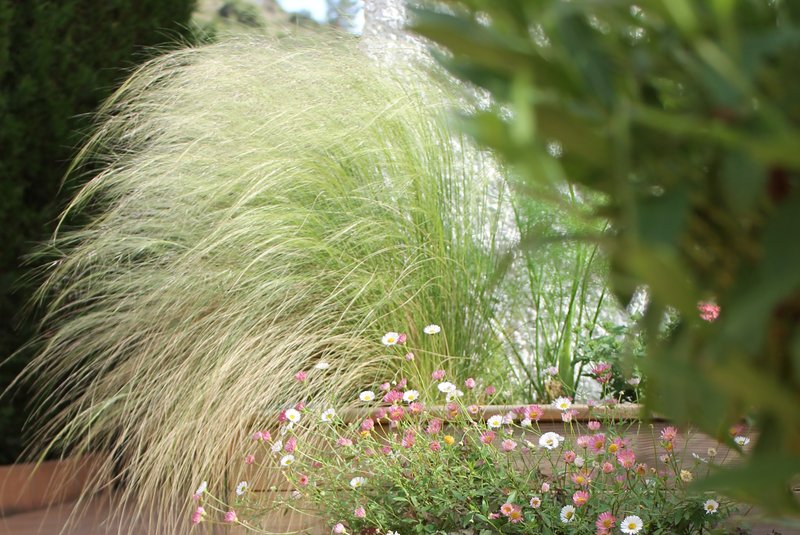 Gramíneas ornamentales en un jardín de clima mediterráneo, con un esparto (Stipa tenacissima) moviéndose con el viento