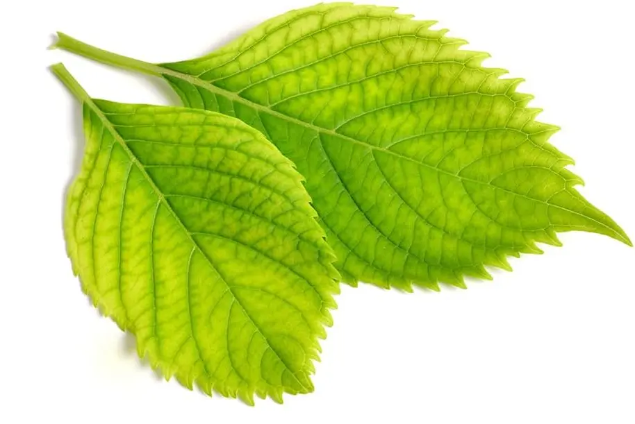 Hojas con clorosis: hojas jóvenes amarillas con los nervios verdes muy marcados junto a hojas viejas todavía verdes