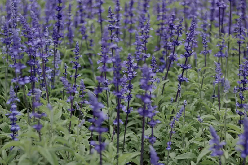 Perovskia o salvia rusa con espigas de flores lavanda