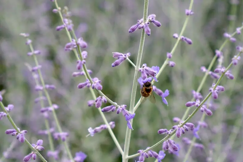 Una abeja disfrutando entre las flores de perovskia