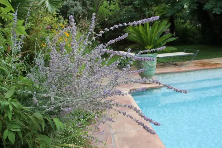 Salvia yangii (antes Perovskia atriplicifolia) , más conocida como salvia rusa