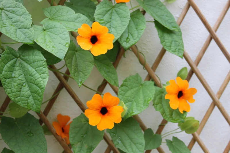 Ojo de poeta (Thunbergia alata) en flor en la terraza, con flores naranjas de corazón oscuro