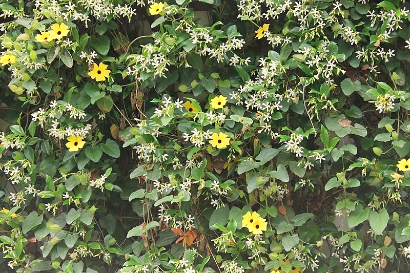 Trachelospermum o jazmín de leche en flor cubriendo un muro, con un ojo de poeta amarillo trepando entre sus ramas